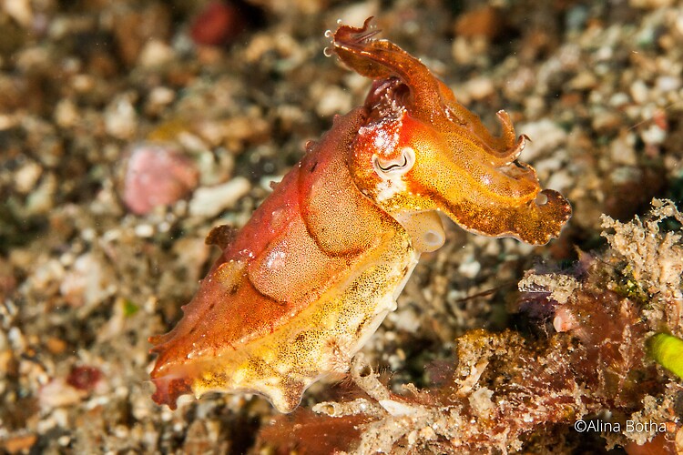 Broadclub cuttlefish, Sepia latimanus, Lembeh Strait Indonesia July 2015