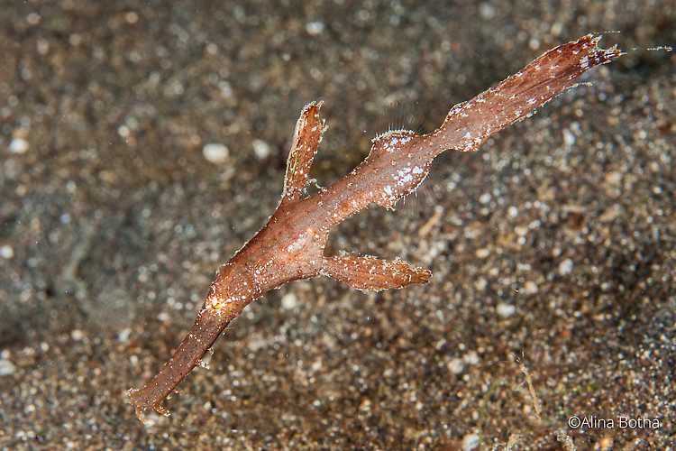 Thin ghost Pipefish, Solenostomus sp, Lembeh Strait Indonesia, July 2015