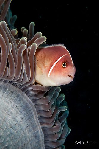  Pink Skunk Clownfish, Amphiprion perideraion, Lembeh Strait Indonesia 2015