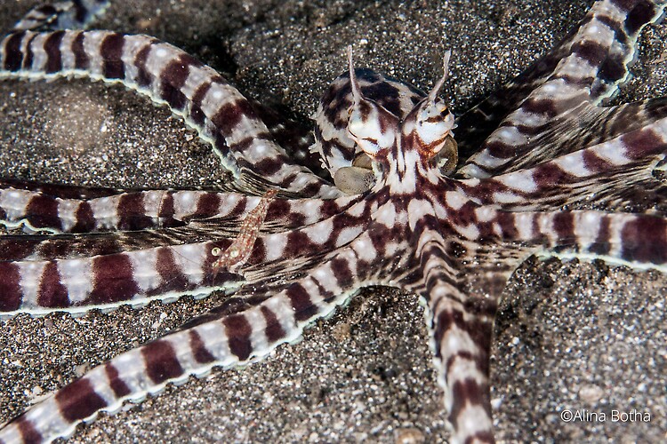 Mimic Octopus, Thaumoctopus mimicus, Lembeh Strait Indonesia July 2015
