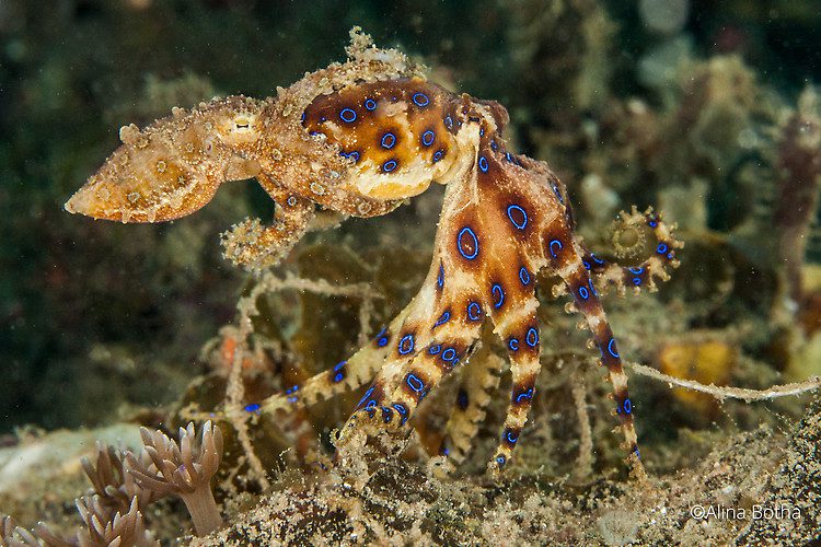 Blue-ringed Octopus, Hapalochlaena sp, Lembeh Strait Indonesia July 2015