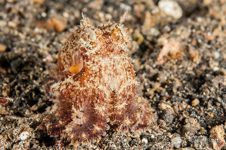 Plain-spot Octopus, Octopus exannulatus, Lembeh Strait Indonesia July 2015