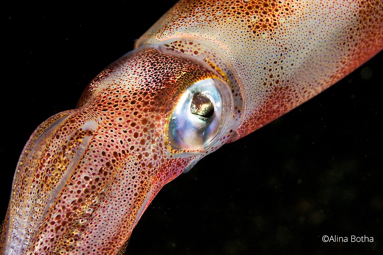 Big-fin reef squid, Sepioteuthis lessoniana, Lembeh Strait Indonesia July 2015