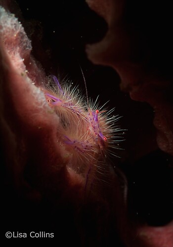 Hairy squat lobster Lauriea siagiani Lembeh Strait Indonesia June 2014