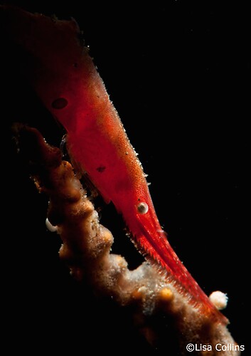 Sawblade shrimp, Tozeuma sp. Lembeh Strait Indonesia June 2014