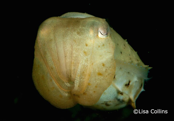 Broadclub cuttlefish, Sepia latimanus, Lembeh Strait Indonesia June 2014