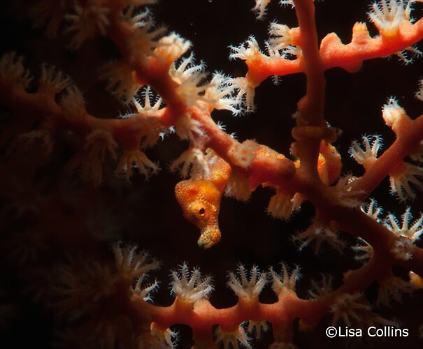 Pygmy seahorse denise, Hippocampus denise, Lembeh Strait Indonesia June 2014