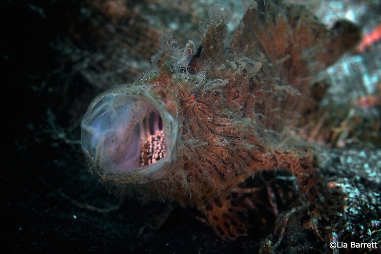 Hairy frogfish, Anntenarius striatus, Lembeh Strait Indonesia, April 30 2014