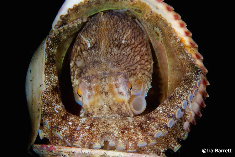 Coconut Octopus, Amphioctopus marginatus, Lembeh Strait Indonesia April 2014