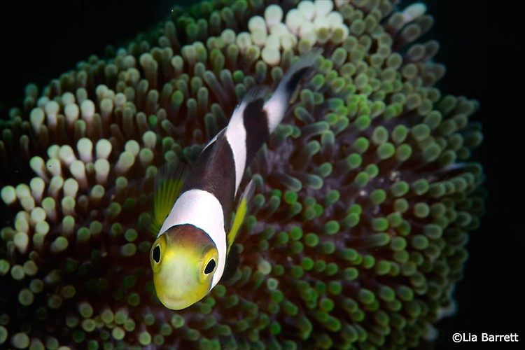 Saddleback Clownfish, Amphiprion polymnus, Lembeh Strait Indonesia, April 2014