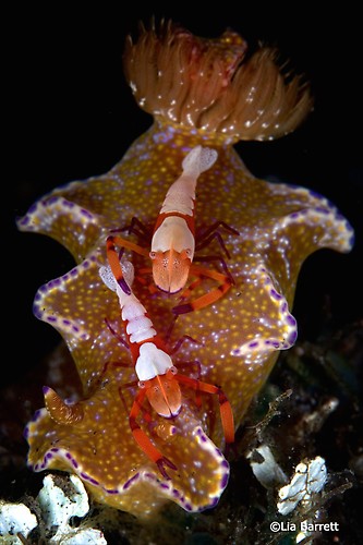 Emperor shrimp (Periclimenes imperator) on Ceratosoma tenue, Lembeh Strait Indonesia April 2014