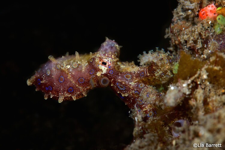 Blue-ringed Octopus, Hapalochlaena maculosa, Lembeh Strait Indonesia April 2014