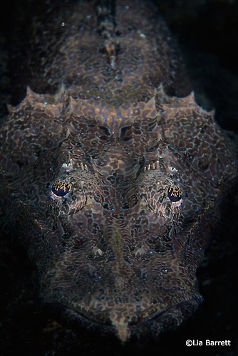 Black Crocodilefish, Cymbacephalus beauforti, Lembeh Strait Indonesia, April 2014