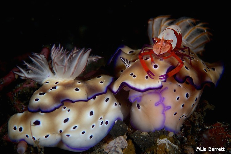 Emperor shrimp on Hypselodoris tryoni Lembeh Strait Indonesia April 2014