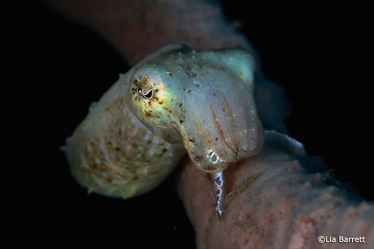 Broadclub cuttlefish, Sepia latimanus, Lembeh Strait Indonesia April 2014