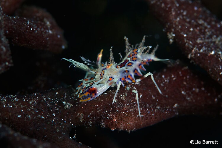 Tiger shrimp (phyllognathia ceratopthalma), Lembeh Strait Indonesia April 2014