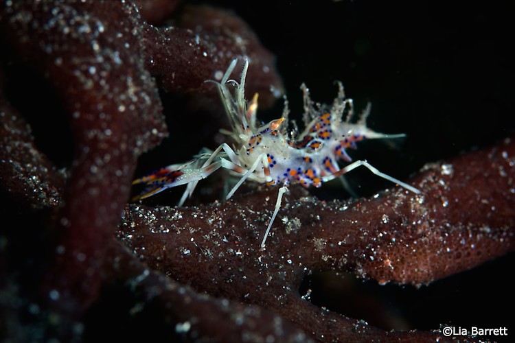 Tiger shrimp phyllognathia ceratopthalma, Lembeh Strait Indonesia April 2014