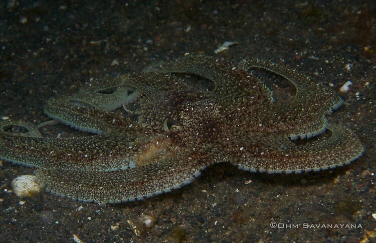Octopus sp.1, Lembeh Strait Indonesia June 2014