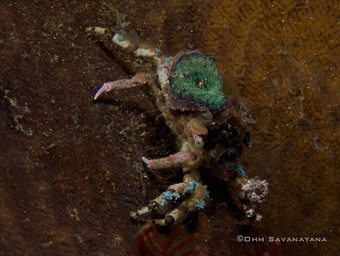Corallimorph decorator crab, Cyclocoeloma tuberculata Lembeh Strait Indonesia June 2014