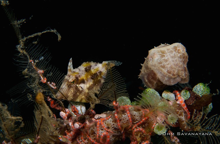 Strapweed filefish Pseudomonacanthus macrurus, Broadclub Cuttlefish Sepia latimanus Lembeh Strait Indonesia June 2014