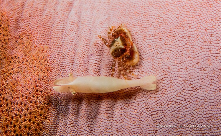 Rounded seastar shrimp, Zenopontonia noverca, Lembeh Strait Indonesia June 2014