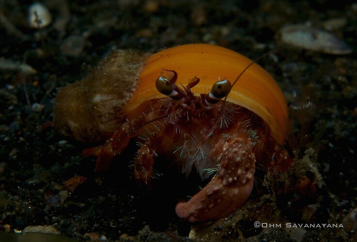 Anemone hermit crab, Dardanus pedunculatus, Lembeh Strait Indonesia June 2014