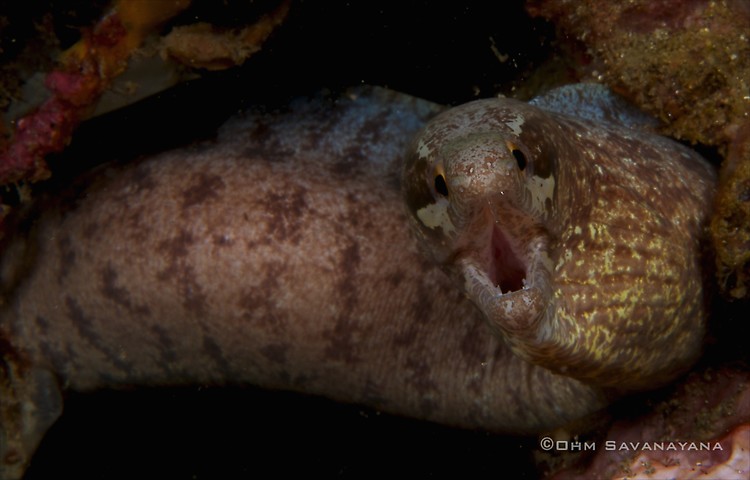 Barred-fin moray Gymnothorax zonipectis, Lembeh Strait Indonesia 2014