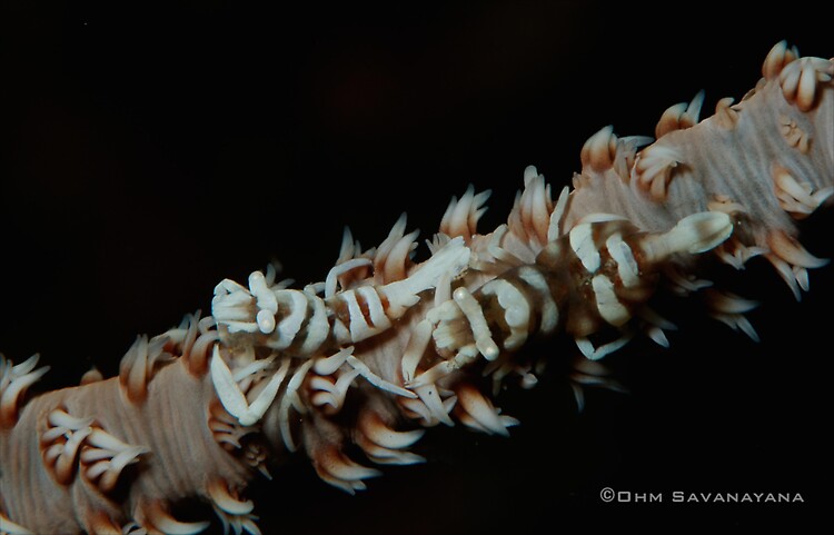 Zanzibar Whip Coral Shrimp, Dasycaris zanzibarica, Lembeh Strait Indonesia, June 2014