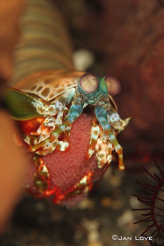 Mantis-Peacock-Shrimp---JL-