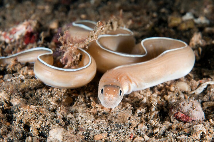 White-Margined Moray Eel, out for a swim


Shot in Indonesia