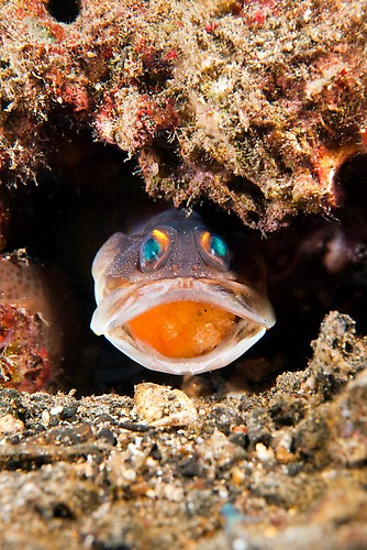 Male Yellowbarred Jawfish mouthbrooding eggs



Shot in Indonesia