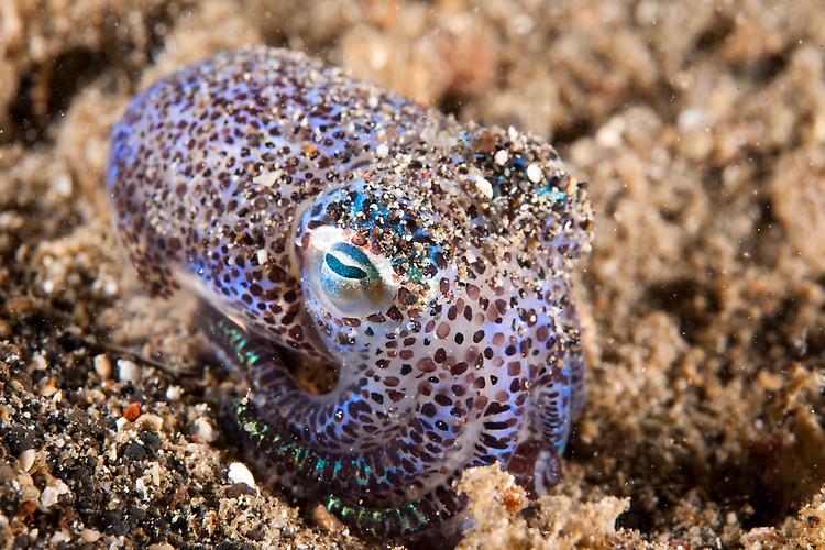 Berry's Bobtail Squid



Shot in Indonesia