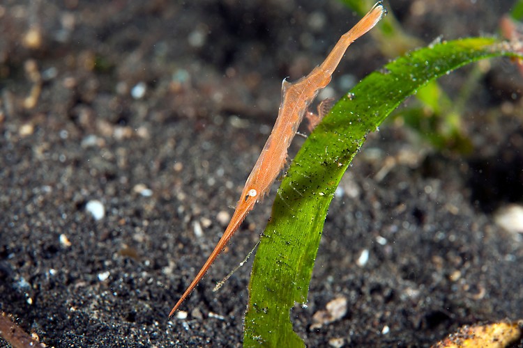 Saw Blade Shrimp on Seagrass



Shot in Indonesia