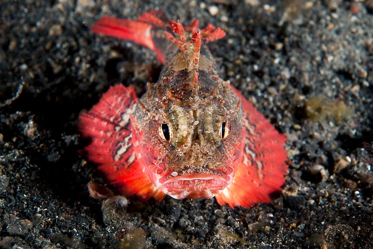 Unidentified Scorpionfish


Shot in Indonesia