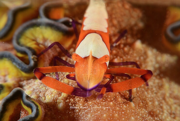 Emperor shrimp, Periclimenes imperator, Lembeh Strait Indonesia January 2014