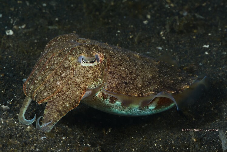 Needle Cuttlefish, Sepia aculeata, Lembeh Strait Indonesia January 2014