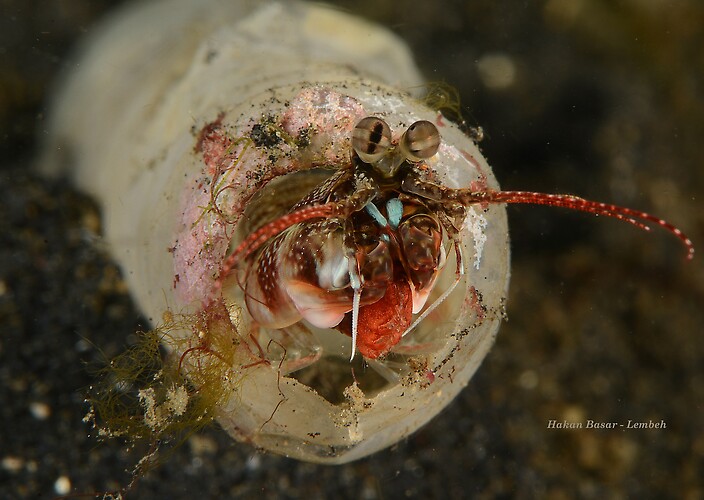 Wicked Mantis Shrimp, Haptosquilla nefanda, Lembeh Strait Indonesia 2014