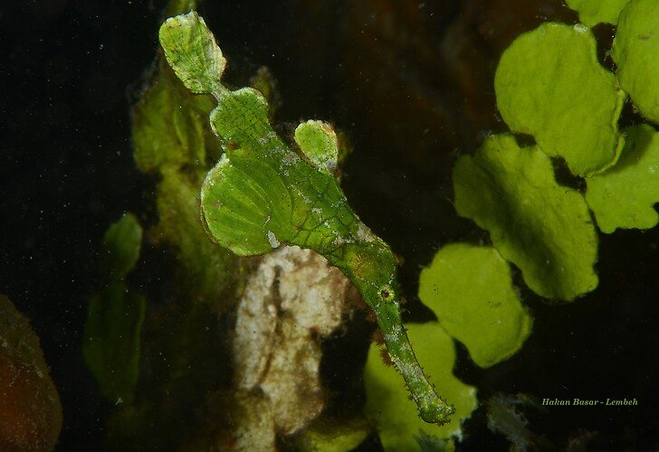 Halemida ghost pipefish, Solenostomus halimeda, Lembeh Strait Indonesia, January 2014