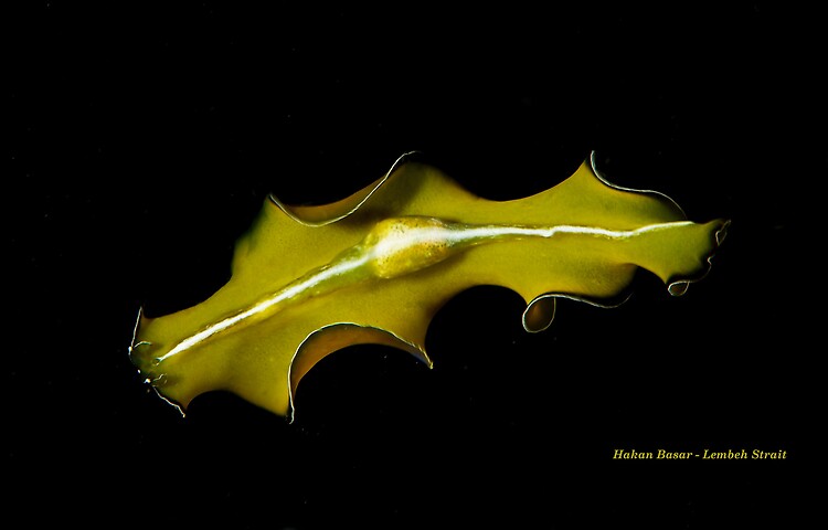 Flower's flatworm, Pseudobiceros flowersi, Lembeh Strait Indonesia, January 2014