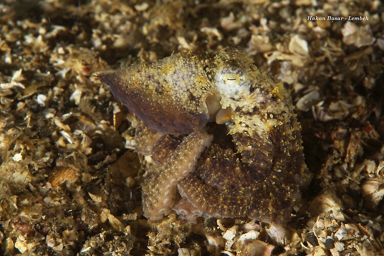 Plain-spot octopus, Octopus exannulatus, Lembeh Strait Indonesia 2014