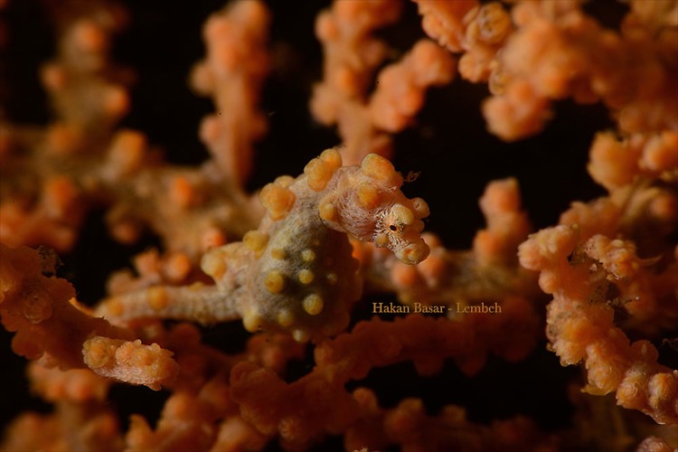 Pygmy seahorse bargibanti, Hippocampus bargibanti, Lembeh Strait Indonesia January 2014