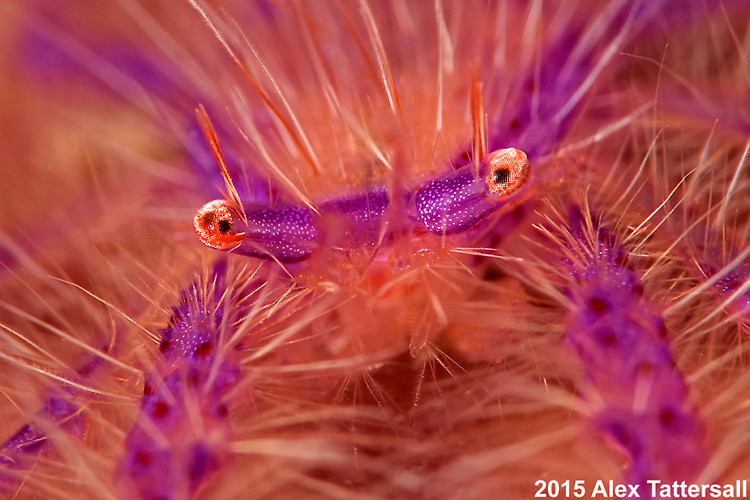 Hairy squat lobster, Lauriea siagiani, Lembeh Strait Indonesia, September 2015