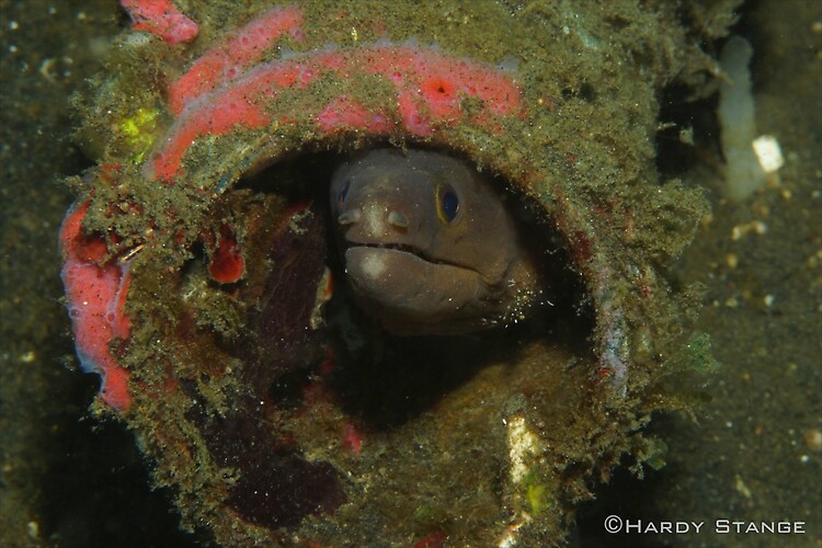 Pale-chin moray eel, Gymnothorax Herrei, Lembeh Strait Indonesia 2013
