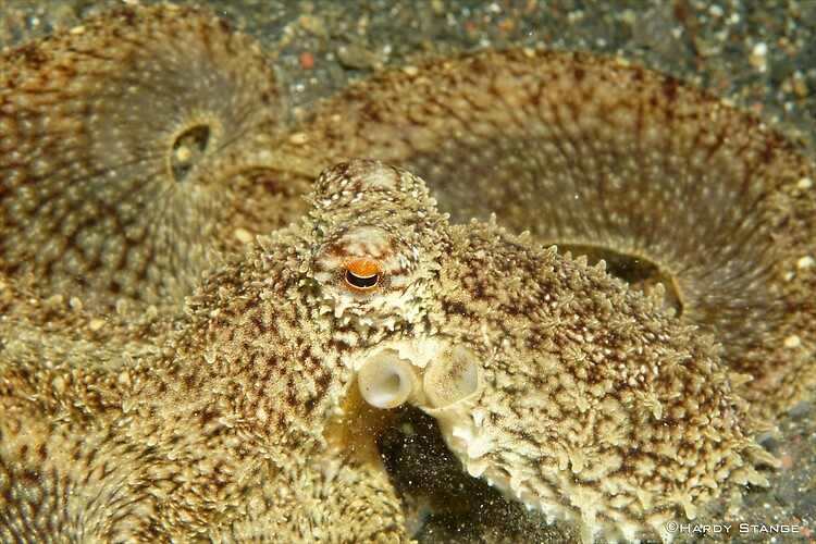 Long arm Octopus, Macrotritopus defilippi, Lembeh Strait Indonesia 2013