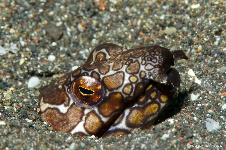Napoleon snake eel, Ophichthus bonaparti, Lembeh strait Indonesia 2013