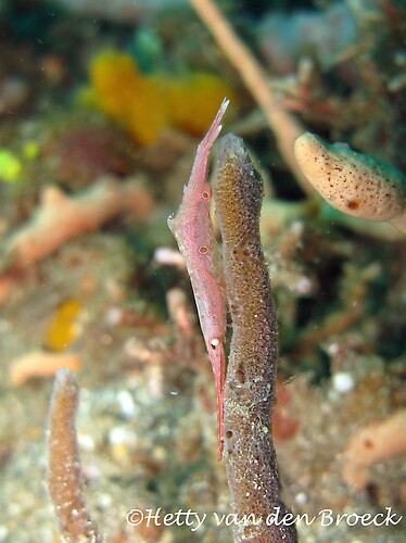 Tozeuma Shrimp, Lembeh Strait Indonesia 2014