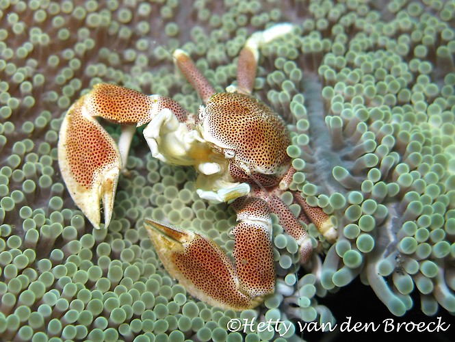 Porcealin Crab, Petrolisthes galathinus, Lembeh Strait Indonesia 2014