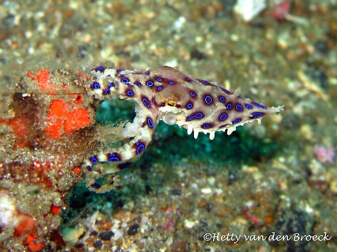Blue Ring Octopus, Hapalochlaena spp., Lembeh Strait Indonesia 2014