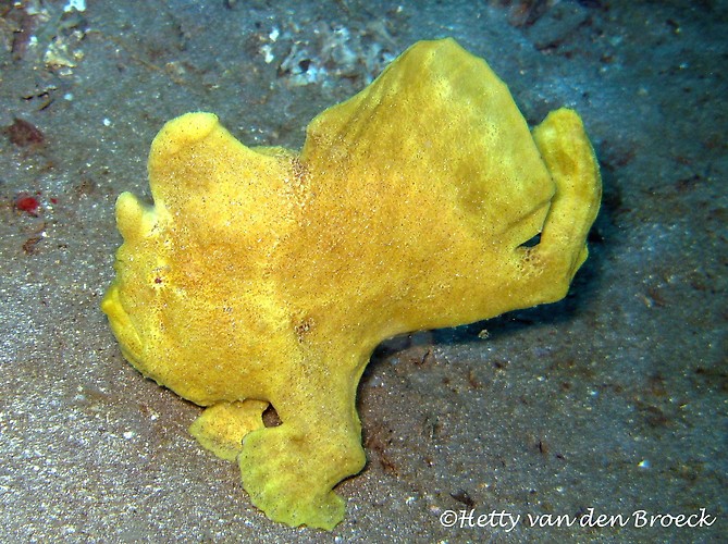 Giant Frogfish, Antennarius commerson, Lembeh Strait Indonesia 2014