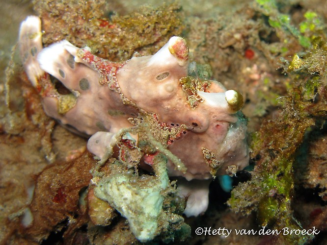 Warty Frogfish,  Antennarius maculatus, Lembeh Strait Indonesia 2014